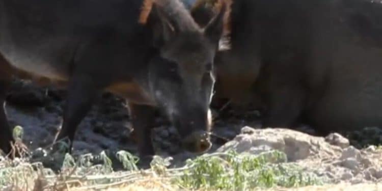WIld “super pigs” wreak havoc around U.S-Canada border