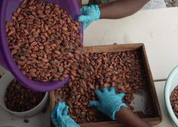 Climate change is threatening cacao crops, researchers say