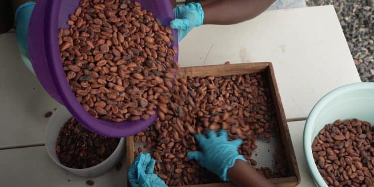 Climate change is threatening cacao crops, researchers say