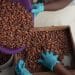 Climate change is threatening cacao crops, researchers say