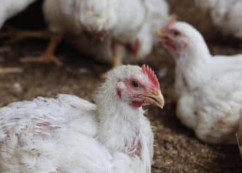 U.S. bird flu hospitalizations rise to 4 after Ohio discloses case