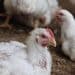 Experts on the potential risks of spreading bird flu