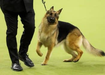 See the Westminster best in show dog and highlights in photos