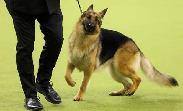 See the Westminster best in show dog and highlights in photos