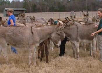 Building a humane world for animals