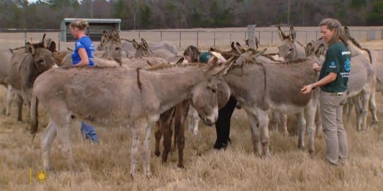 Building a humane world for animals