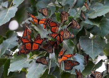 Monarch butterfly population in Western U.S. nears record 30-year low