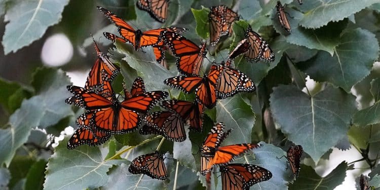 Monarch butterfly population in Western U.S. nears record 30-year low
