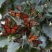 Monarch butterfly population in Western U.S. nears record 30-year low