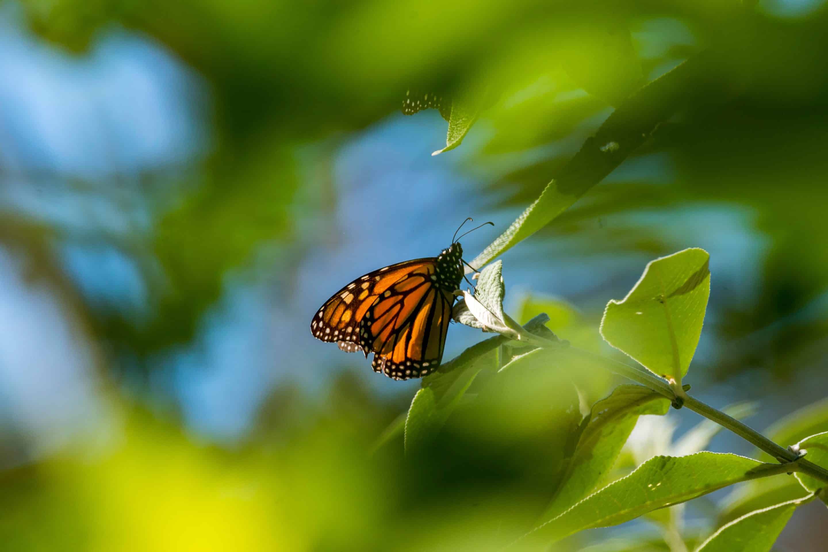 US Endangered Monarch Butterflies 