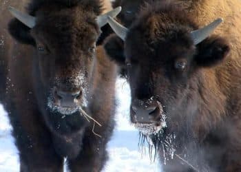 Nature: Bison in Minnesota