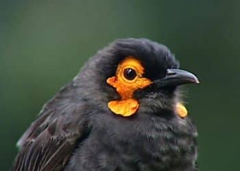 Garden of Eden | 60 Minutes Archive