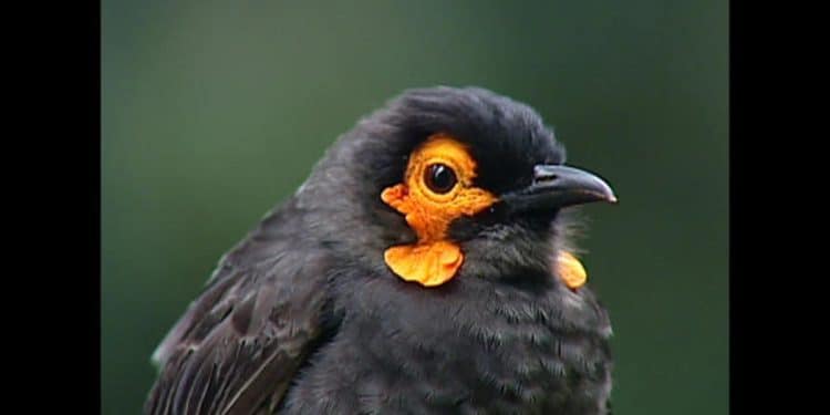 Garden of Eden | 60 Minutes Archive