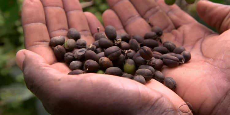 Why are coffee prices soaring in the U.S.?