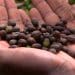 Why are coffee prices soaring in the U.S.?