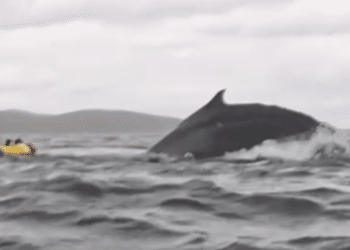 Kayaker describes moment he was briefly sucked up by whale: