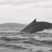 Kayaker describes moment he was briefly sucked up by whale: