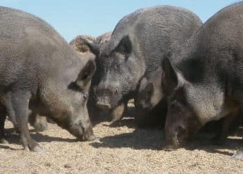 Why Canada’s “super pigs” pose a multibillion-dollar threat to the U.S. economy