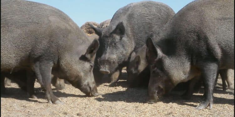 Why Canada’s “super pigs” pose a multibillion-dollar threat to the U.S. economy