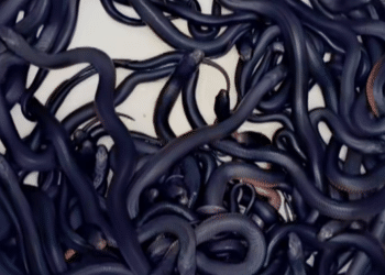 102 venomous snakes found in homeowner’s backyard in Australia