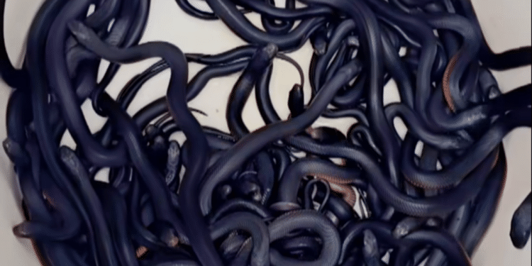 102 venomous snakes found in homeowner’s backyard in Australia