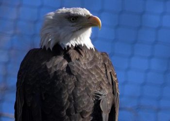 Love story between two bald eagles plays out in unlikely place