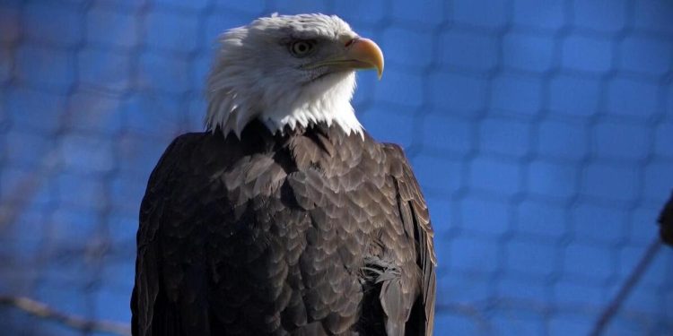 Love story between two bald eagles plays out in unlikely place