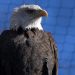 Love story between two bald eagles plays out in unlikely place