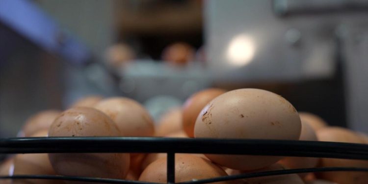 How egg producers are working to resolve shortages