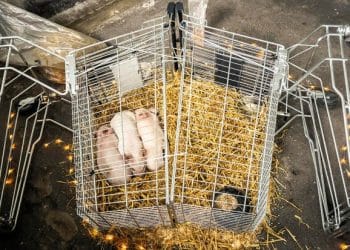 Piglets left to starve to death in Danish art exhibition are stolen