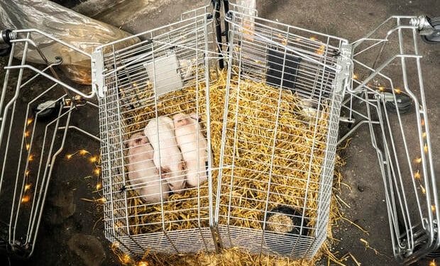 Piglets left to starve to death in Danish art exhibition are stolen