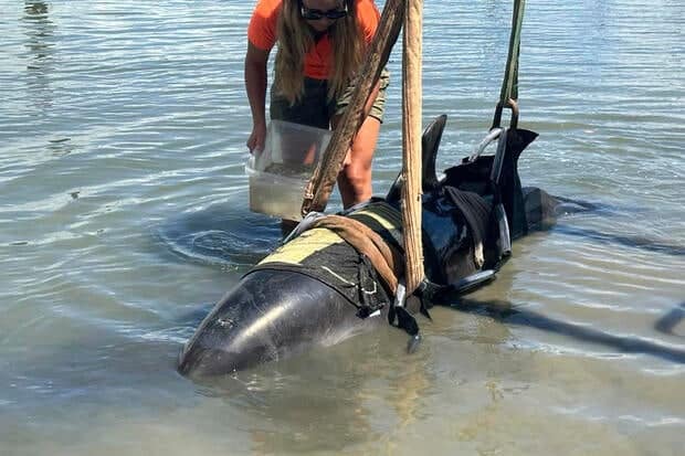New Zealand Dolphin Boat 