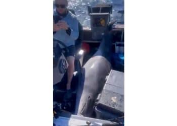 900-pound dolphin jumps from water, lands on fishermen’s boat
