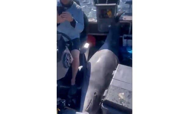 900-pound dolphin jumps from water, lands on fishermen’s boat