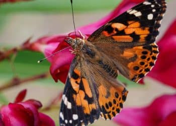 Alarming new data on butterfly decline in the U.S.