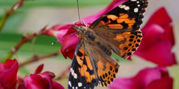 Alarming new data on butterfly decline in the U.S.
