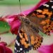Alarming new data on butterfly decline in the U.S.