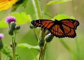 Butterflies in U.S. vanishing at alarming rate, study finds