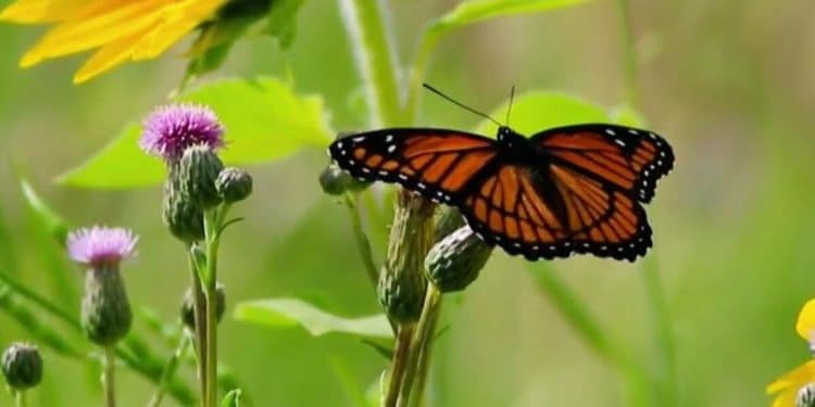 Butterflies in U.S. vanishing at alarming rate, study finds