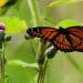 Butterflies in U.S. vanishing at alarming rate, study finds