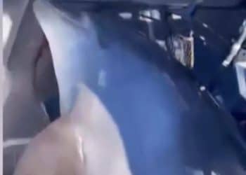 Massive dolphin leaps from water into fishermen’s boat