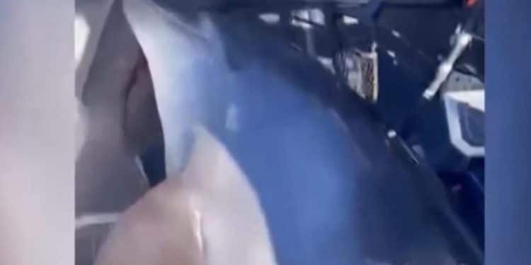 Massive dolphin leaps from water into fishermen’s boat