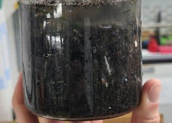 Researchers fear toxic ash from the Los Angeles wildfires will impact ocean life