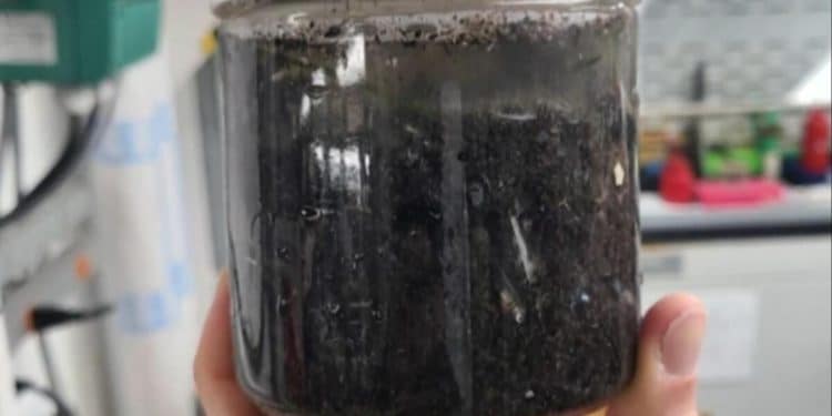 Toxic ash from L.A. wildfires could impact fish, marine life