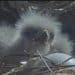 Big Bear nest welcomes 2 baby eaglets, making Jackie and Shadow proud parents