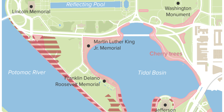 When and where to see D.C.’s iconic cherry blossoms