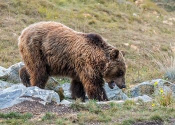 Hunter accused of killing endangered mother bear claims self-defense