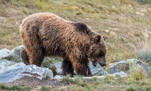 Hunter accused of killing endangered mother bear claims self-defense
