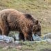 Hunter accused of killing endangered mother bear claims self-defense