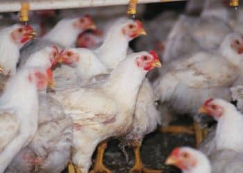 RFK Jr. warns vaccinating poultry for bird flu could backfire